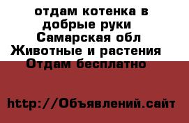 отдам котенка в добрые руки - Самарская обл. Животные и растения » Отдам бесплатно   